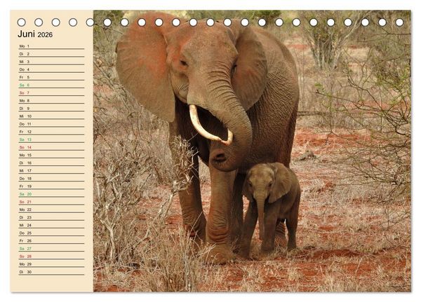 Produktbild: Verr&uuml;ckt nach Safari Verr&uuml;ckt nach Abenteuer in Kenia (Tischkalender 2026 DIN A5 quer), CALVENDO Monatskalender