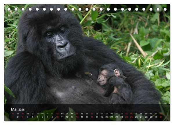 Produktbild: Gorillas. Friedliebende Kraftpakete (Tischkalender 2026 DIN A5 quer), CALVENDO Monatskalender