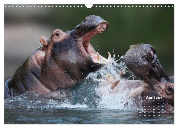 Produktbild: WILDE TIERE IN AKTION (Wandkalender 2027 DIN A3 quer), CALVENDO Monatskalender