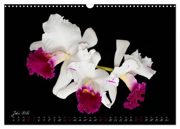 Produktbild: Leuchtende Cattleyen (Wandkalender 2026 DIN A3 quer), CALVENDO Monatskalender