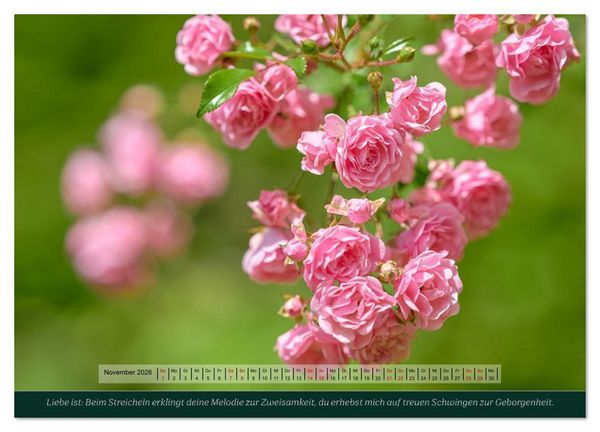 Produktbild: Rosen, Liebe ist (Wandkalender 2026 DIN A4 quer), CALVENDO Monatskalender