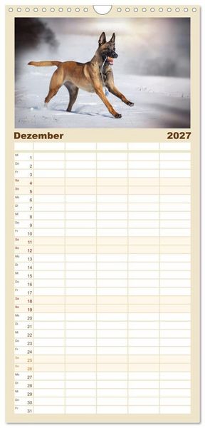 Produktbild: Familienplaner 2027 - Mit dem Malinois durch das Jahr mit 5 Spalten (Wandkalender, 21 x 45 cm) CALVENDO