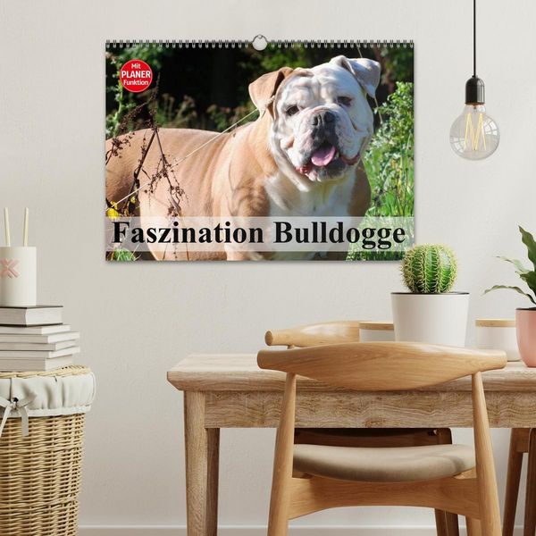 Produktbild: Faszination Bulldogge (Wandkalender 2026 DIN A3 quer), CALVENDO Monatskalender