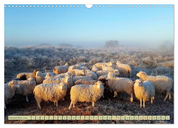 Produktbild: Mein Ostfriesland (Wandkalender 2026 DIN A3 quer), CALVENDO Monatskalender