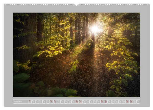 Produktbild: Wald im Licht (Wandkalender 2026 DIN A2 quer), CALVENDO Monatskalender