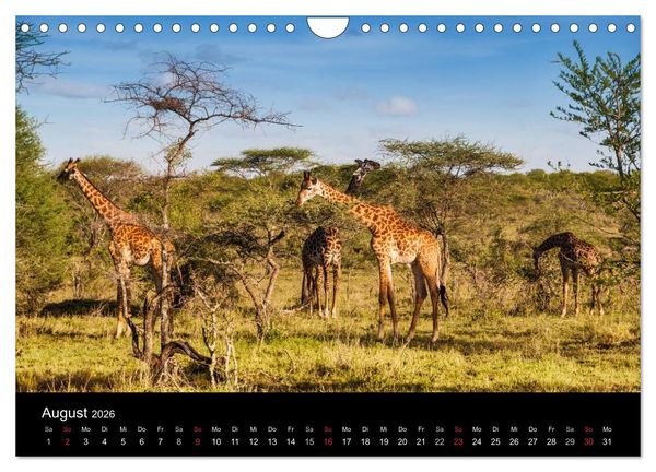 Produktbild: Wildes Afrika (Wandkalender 2026 DIN A4 quer), CALVENDO Monatskalender