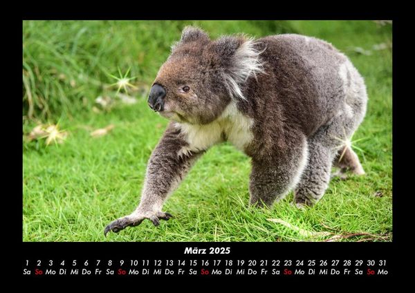 Produktbild: Koala 2025 Fotokalender DIN A3