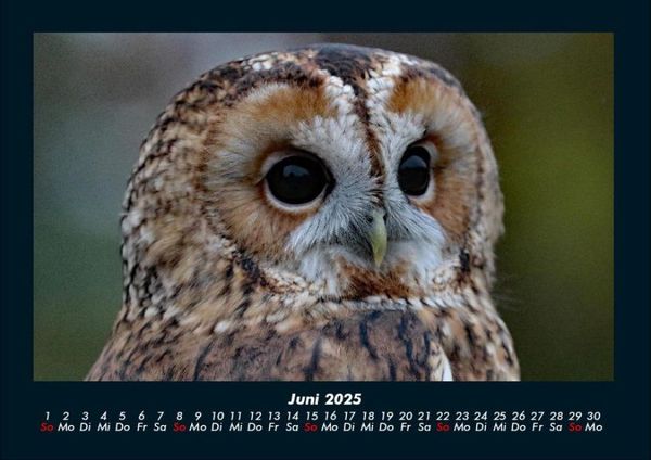 Produktbild: Tierkalender 2025 Fotokalender DIN A4