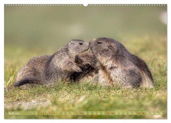 Produktbild: Tiere der Alpen - Murmeltier-Kinder (hochwertiger Premium Wandkalender 2026 DIN A2 quer), Kunstdruck in Hochglanz
