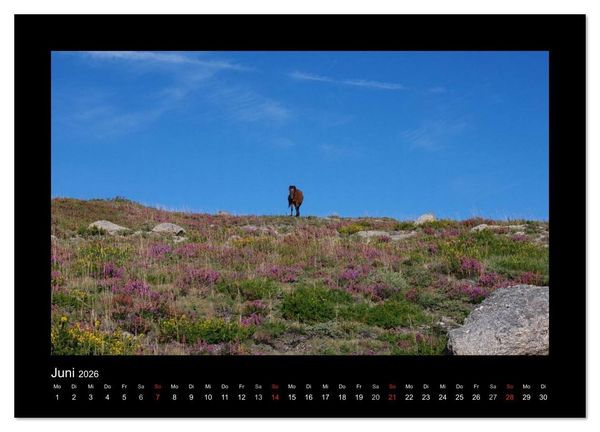Produktbild: Garranos - Bedrohte Wildpferde Europas (Wandkalender 2026 DIN A3 quer), CALVENDO Monatskalender