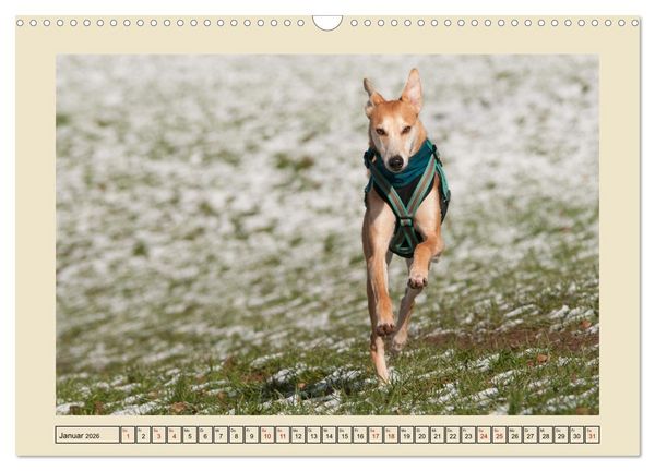 Produktbild: Mit dem Windhund unterwegs im zauberhaften Bergischen Land (Wandkalender 2026 DIN A3 quer), CALVENDO Monatskalender