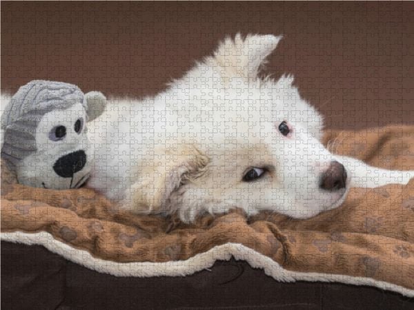 Produktbild: CALVENDO Puzzle Junger Islandhund beim Chillen 1000 Teile Lege-Gr&ouml;&szlig;e 64 x 48 cm Foto-Puzzle Bild von Monika Scheurer