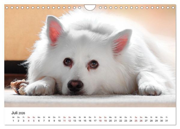 Produktbild: Total gechillte Hunde (Wandkalender 2026 DIN A4 quer), CALVENDO Monatskalender