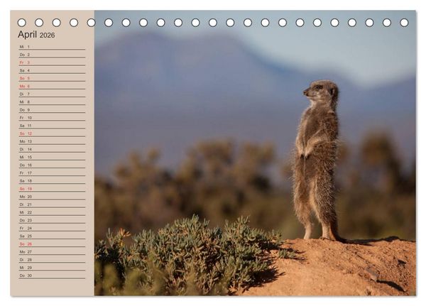 Produktbild: Erdm&auml;nnchen (Tischkalender 2026 DIN A5 quer), CALVENDO Monatskalender