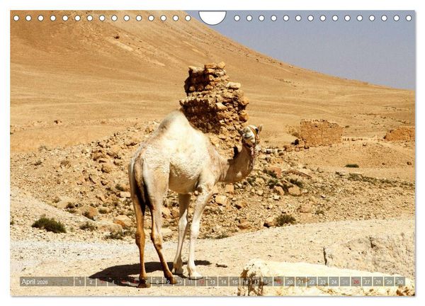 Produktbild: Palmyra - Historisches Syrien (Wandkalender 2026 DIN A4 quer), CALVENDO Monatskalender