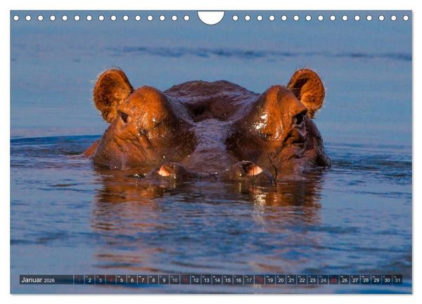 Produktbild: blick kontakt mit tieren im &ouml;stlichen und s&uuml;dlichen afrika (Wandkalender 2026 DIN A4 quer), CALVENDO Monatskalender