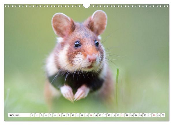Produktbild: Herzige Feldhamster - farbenfrohe Nagetiere im st&auml;dtischen Lebensraum (Wandkalender 2026 DIN A3 quer), CALVENDO Monatskalender