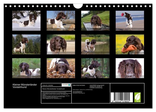 Produktbild: Kleiner M&uuml;nsterl&auml;nder Vorstehhund (Wandkalender 2026 DIN A4 quer), CALVENDO Monatskalender