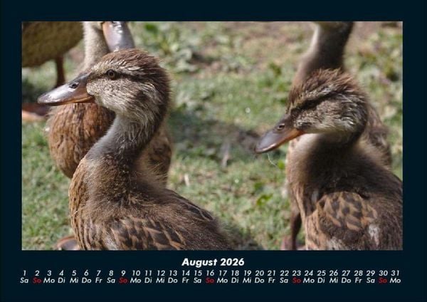 Produktbild: Enten 2026 Fotokalender DIN A4