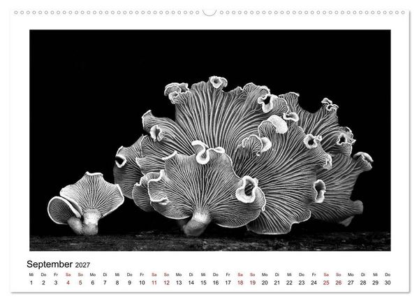 Produktbild: Die grafische Sch&ouml;nheit der Pflanzen &ndash; Schwarz-Wei&szlig; (hochwertiger Premium Wandkalender 2027 DIN A2 quer), Kunstdruck in Hochglanz