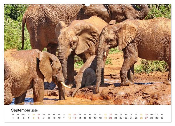 Produktbild: ADDO ELEPHANT NATIONAL PARK Elefanten Babies (hochwertiger Premium Wandkalender 2026 DIN A2 quer), Kunstdruck in Hochglanz