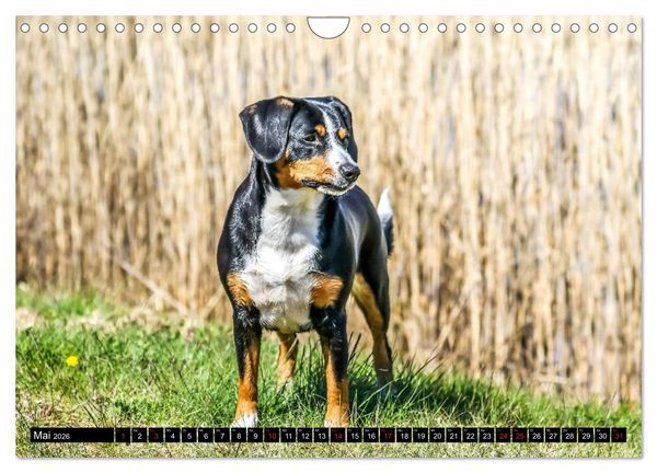 Produktbild: Entlebucher Sennenhund - treue Freunde (Wandkalender 2026 DIN A4 quer), CALVENDO Monatskalender