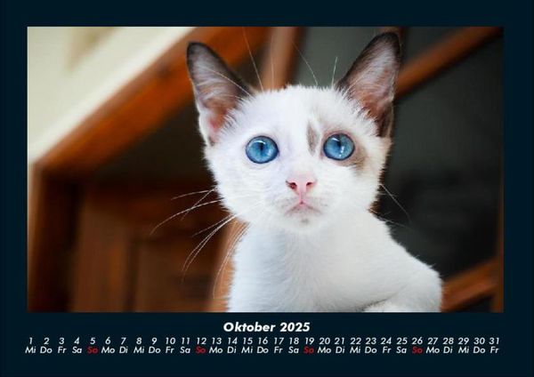 Produktbild: F&uuml;r Katzenfreunde 2025 Fotokalender DIN A4