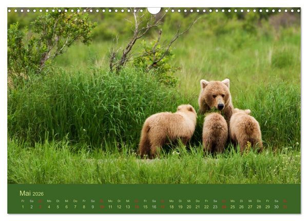 Produktbild: Der B&auml;renkalender 2026 CH-Version (Wandkalender 2026 DIN A3 quer), CALVENDO Monatskalender