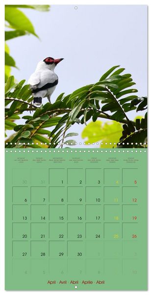 Produktbild: Douze oiseaux de la capitale du Costa Rica (Calendrier mural carr&eacute; 2026 30x30 cm) Calendrier double avec une page pour vos prises de notes