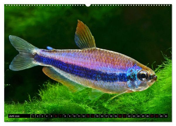 Produktbild: Beliebte Fische der Welt (Wandkalender 2026 DIN A2 quer), CALVENDO Monatskalender