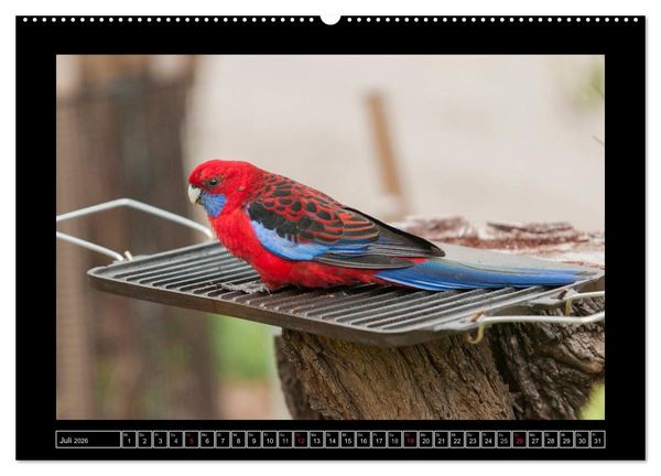 Produktbild: V&ouml;gel von "Down Under" Australien (hochwertiger Premium Wandkalender 2026 DIN A2 quer), Kunstdruck in Hochglanz