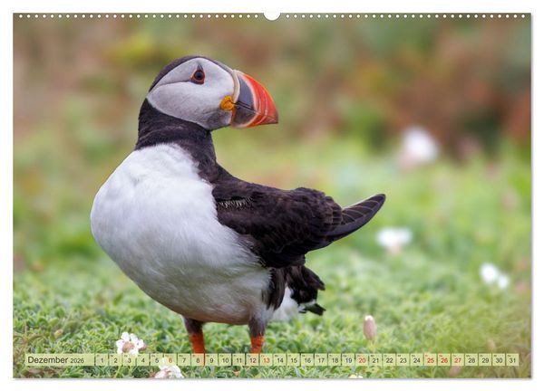 Produktbild: Papageientaucher - Farbenfrohe Flieger der Natur (hochwertiger Premium Wandkalender 2026 DIN A2 quer), Kunstdruck in Hochglanz