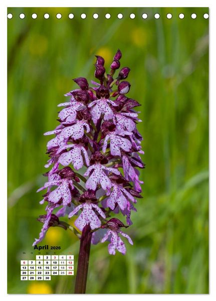 Produktbild: Zauber der Natur - Heimische Orchideen und Wiesenblumen (Tischkalender 2026 DIN A5 hoch), CALVENDO Monatskalender