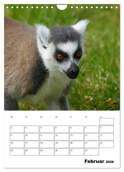 Produktbild: Katta Terminplaner (Wandkalender 2026 DIN A4 hoch), CALVENDO Monatskalender