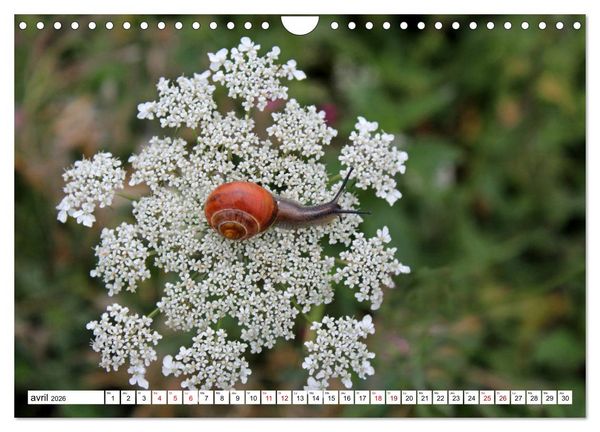 Produktbild: Admirons les escargots (Calendrier mural 2026 DIN A4 vertical), CALVENDO calendrier mensuel