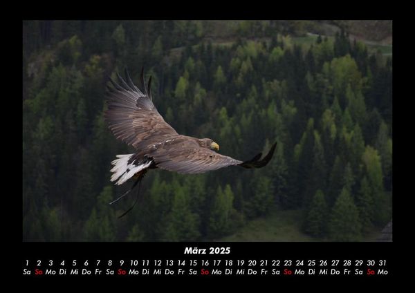 Produktbild: Adler 2025 Fotokalender DIN A3