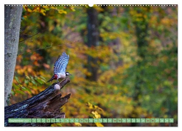 Produktbild: Buntspechte im Flug (hochwertiger Premium Wandkalender 2027 DIN A2 quer), Kunstdruck in Hochglanz