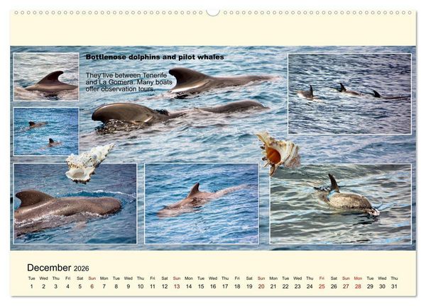 Produktbild: Enchanting Tenerife (Wall Calendar 2026 DIN A2 landscape), CALVENDO 12 Month Wall Calendar