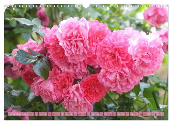 Produktbild: Le moment des roses (Calendrier mural 2026 DIN A3 vertical), CALVENDO calendrier mensuel