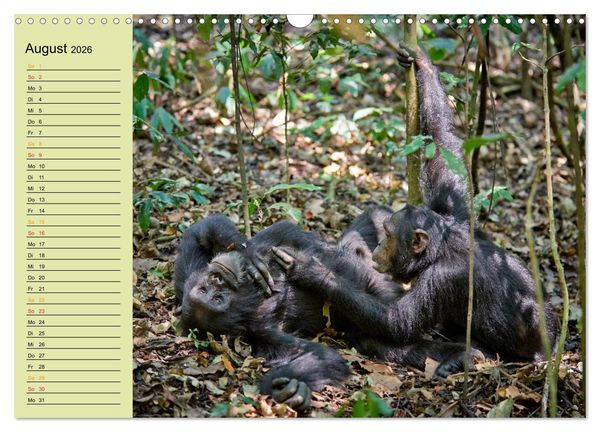 Produktbild: Ugandas wilde Menschenaffen (Wandkalender 2026 DIN A3 quer), CALVENDO Monatskalender