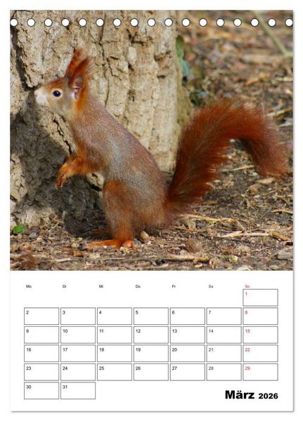 Produktbild: Niedliche Eichh&ouml;rnchen (Tischkalender 2026 DIN A5 hoch), CALVENDO Monatskalender