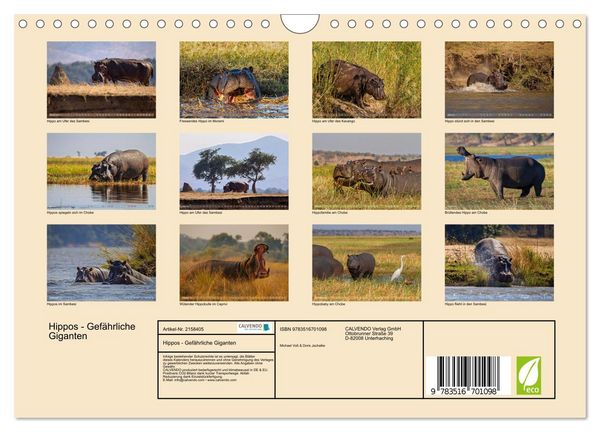 Produktbild: Hippos - Gef&auml;hrliche Giganten (Wandkalender 2026 DIN A4 quer), CALVENDO Monatskalender