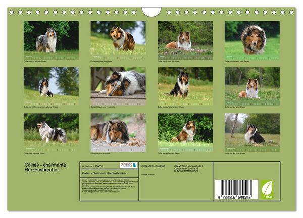 Produktbild: Collies - charmante Herzensbrecher (Wandkalender 2026 DIN A4 quer), CALVENDO Monatskalender