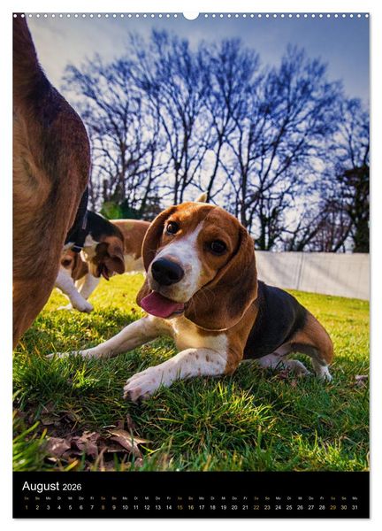 Produktbild: Beagle Action - Wilde Kuscheltiere (Wandkalender 2026 DIN A2 hoch), CALVENDO Monatskalender