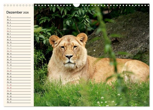 Produktbild: L&ouml;wen (Wandkalender 2026 DIN A3 quer), CALVENDO Monatskalender