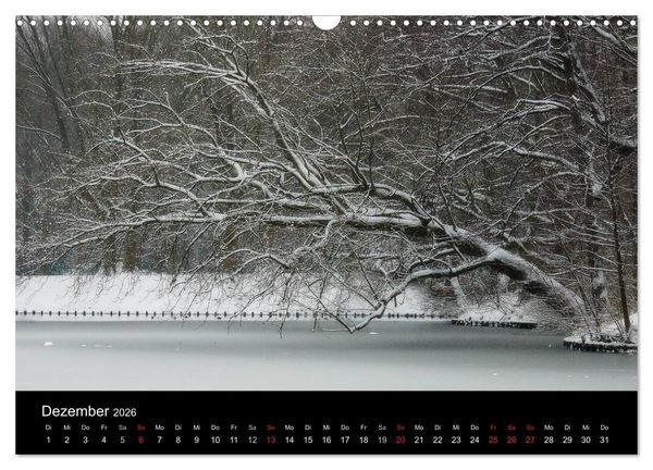 Produktbild: Baumportr&auml;ts 2026 (Wandkalender 2026 DIN A3 quer), CALVENDO Monatskalender