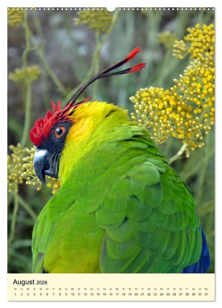 Produktbild: Auge in Auge mit Kakadus und Sittichen aus Australien (Wandkalender 2026 DIN A2 hoch), CALVENDO Monatskalender