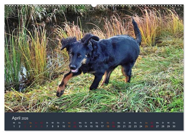 Produktbild: Ein Hovawart, ein Wachhund (hochwertiger Premium Wandkalender 2026 DIN A2 quer), Kunstdruck in Hochglanz