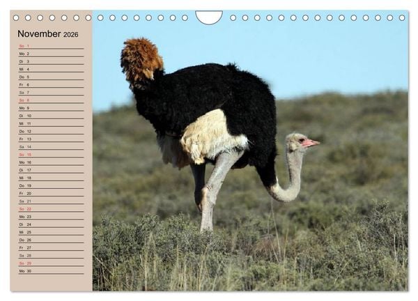 Produktbild: Vogel Strau&szlig;. Imposanter Riese und L&auml;ufer (Wandkalender 2026 DIN A4 quer), CALVENDO Monatskalender