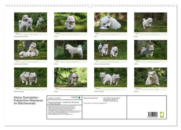 Produktbild: Kleine Samojeden - Eisb&auml;rchen Abenteuer im M&auml;rchenwald (Wandkalender 2026 DIN A2 quer), CALVENDO Monatskalender